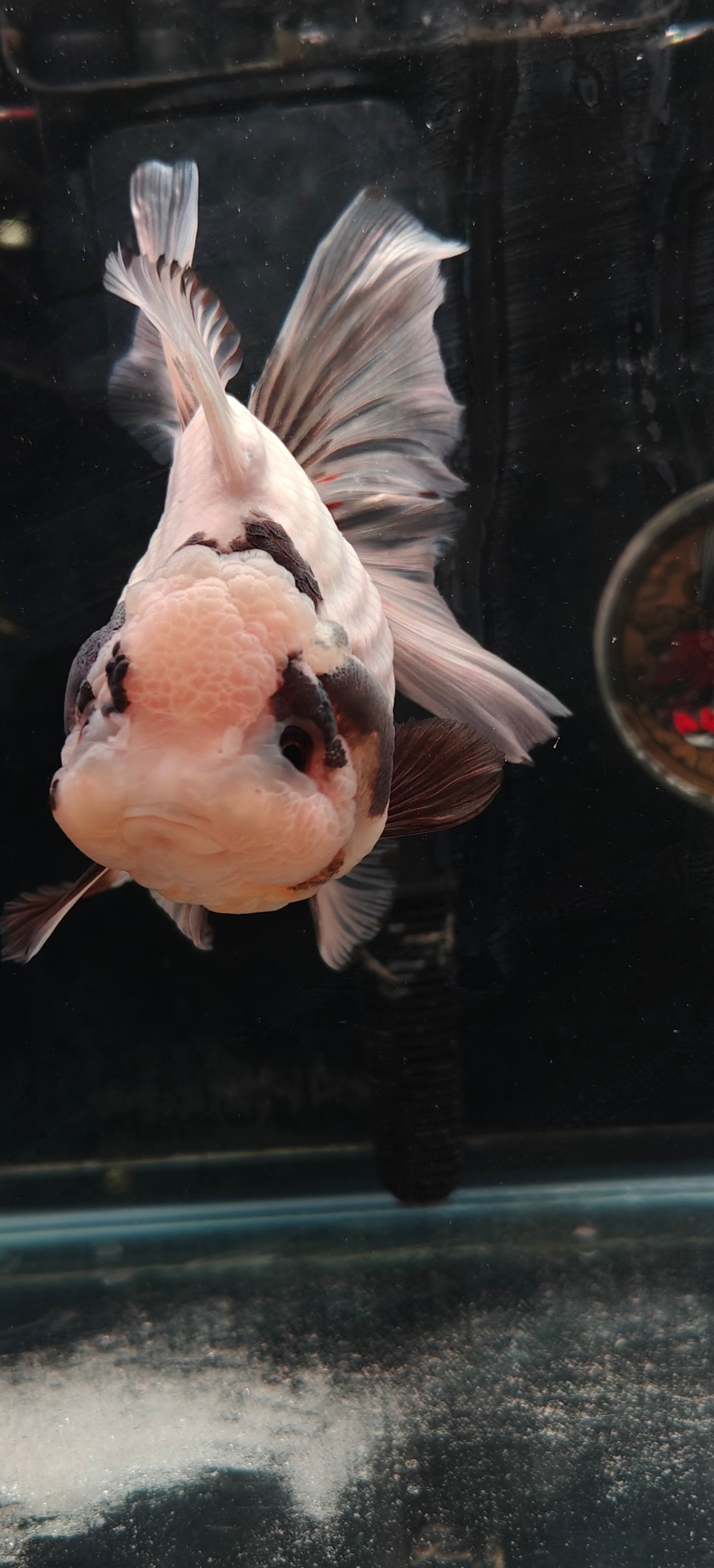 White Panda ORANDA Male 5.5in
