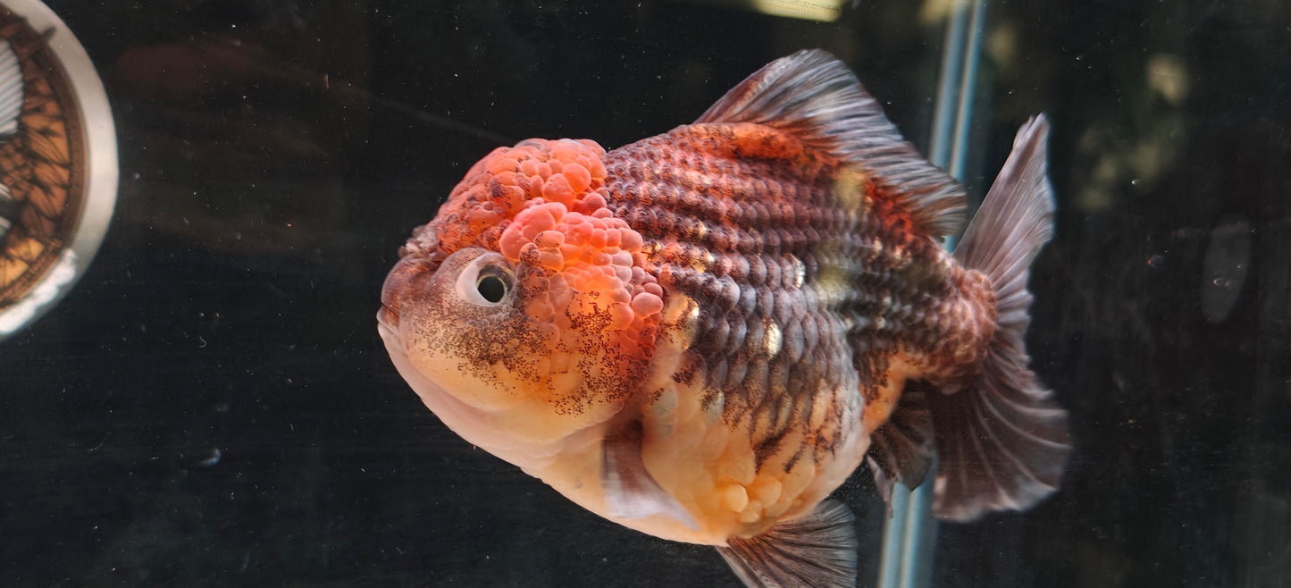 SHOGUN Apache ORANDA Male 4.5in