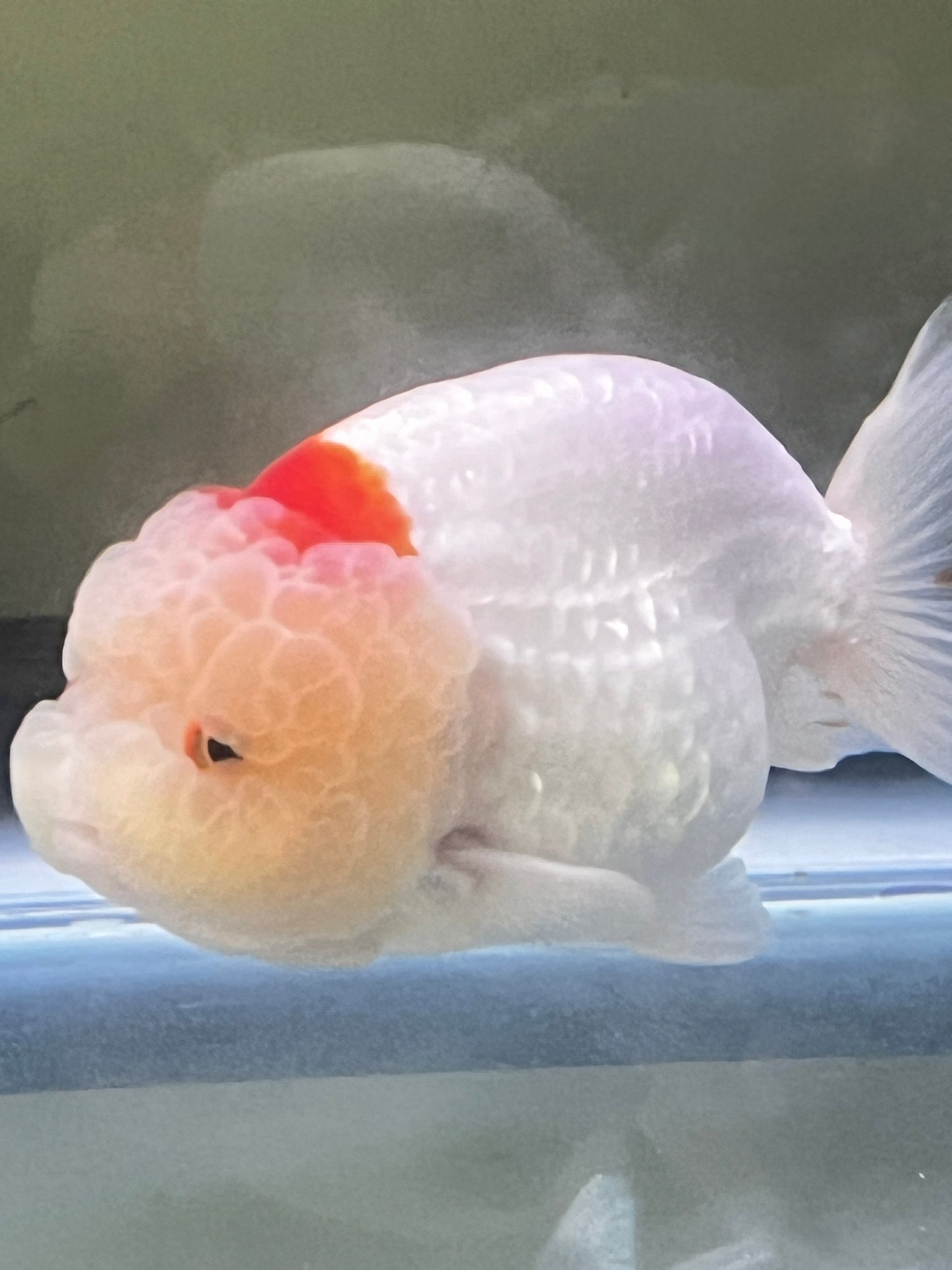 Tancho White LIONCHU 4.5in Female