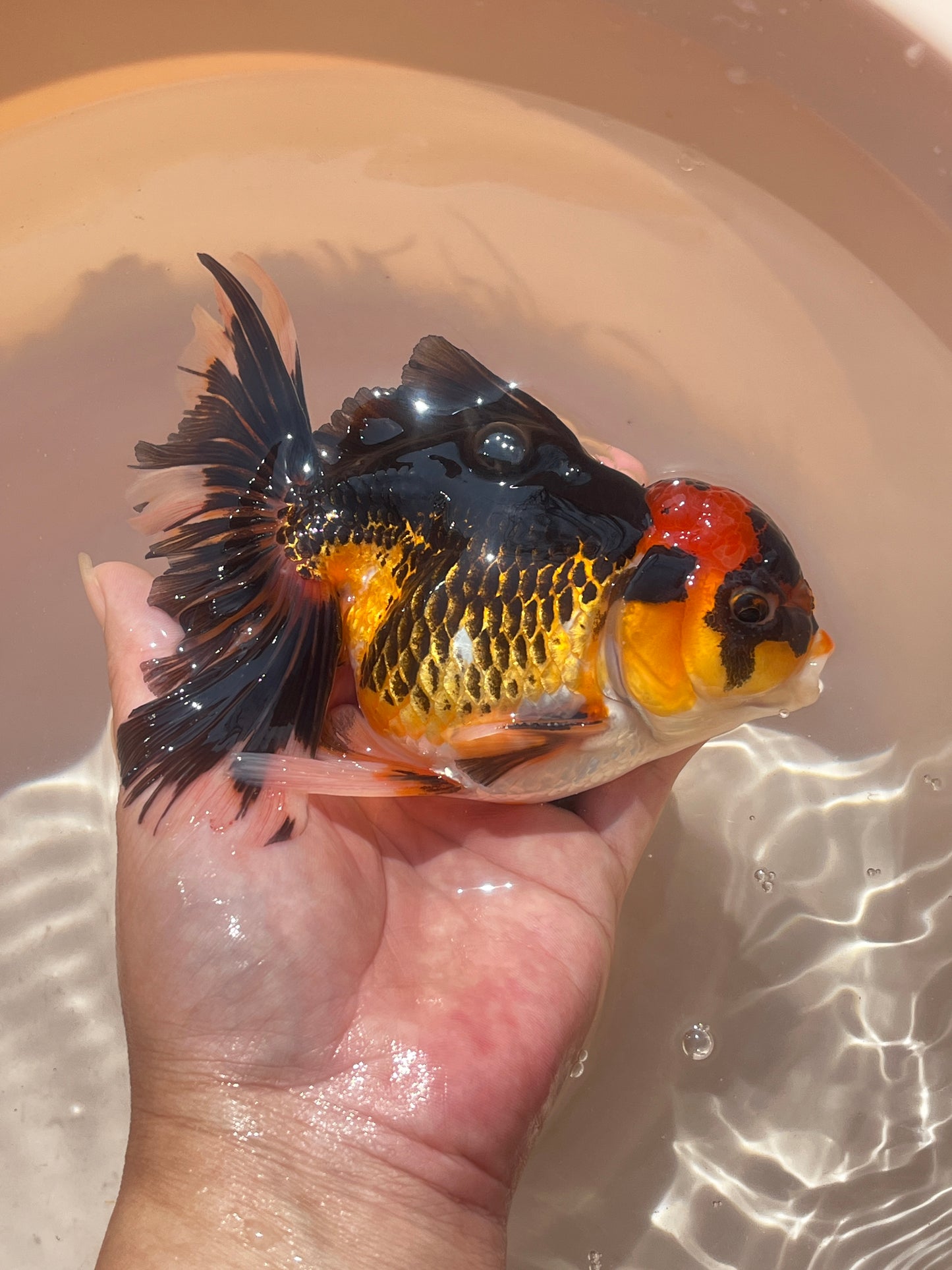 Phantom of the Opera Calico ORANDA 4.5in Male