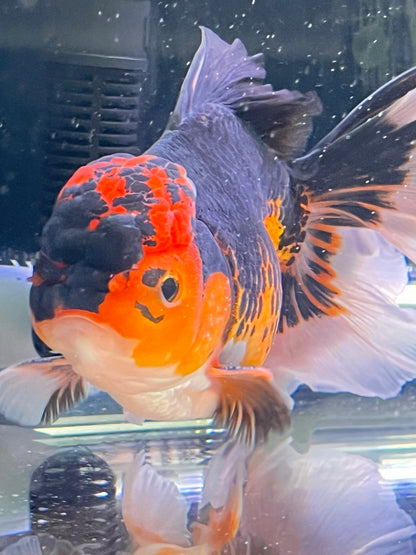 Phantom of the Opera Calico ORANDA 4.5in Male