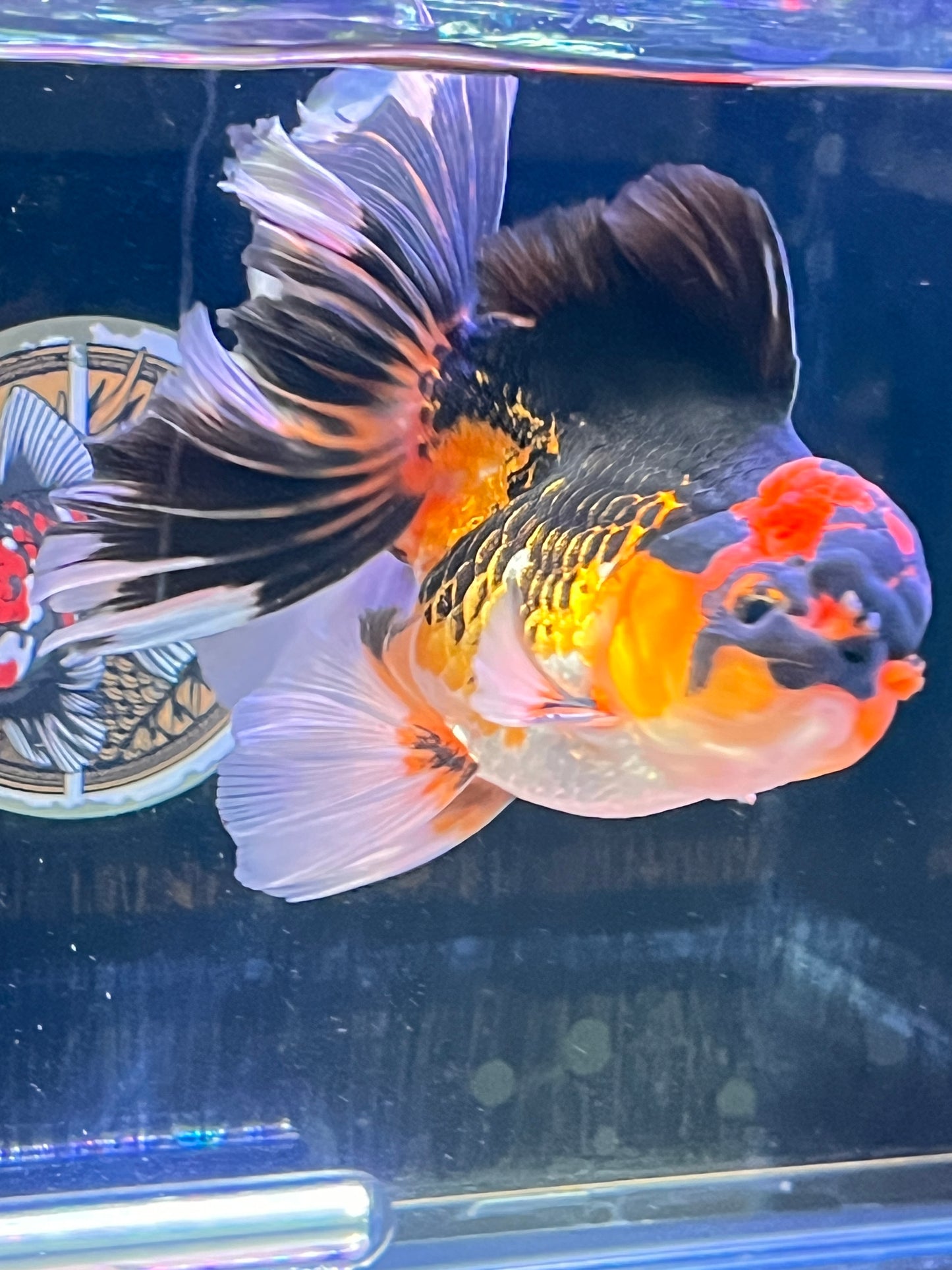 Phantom of the Opera Calico ORANDA 4.5in Male