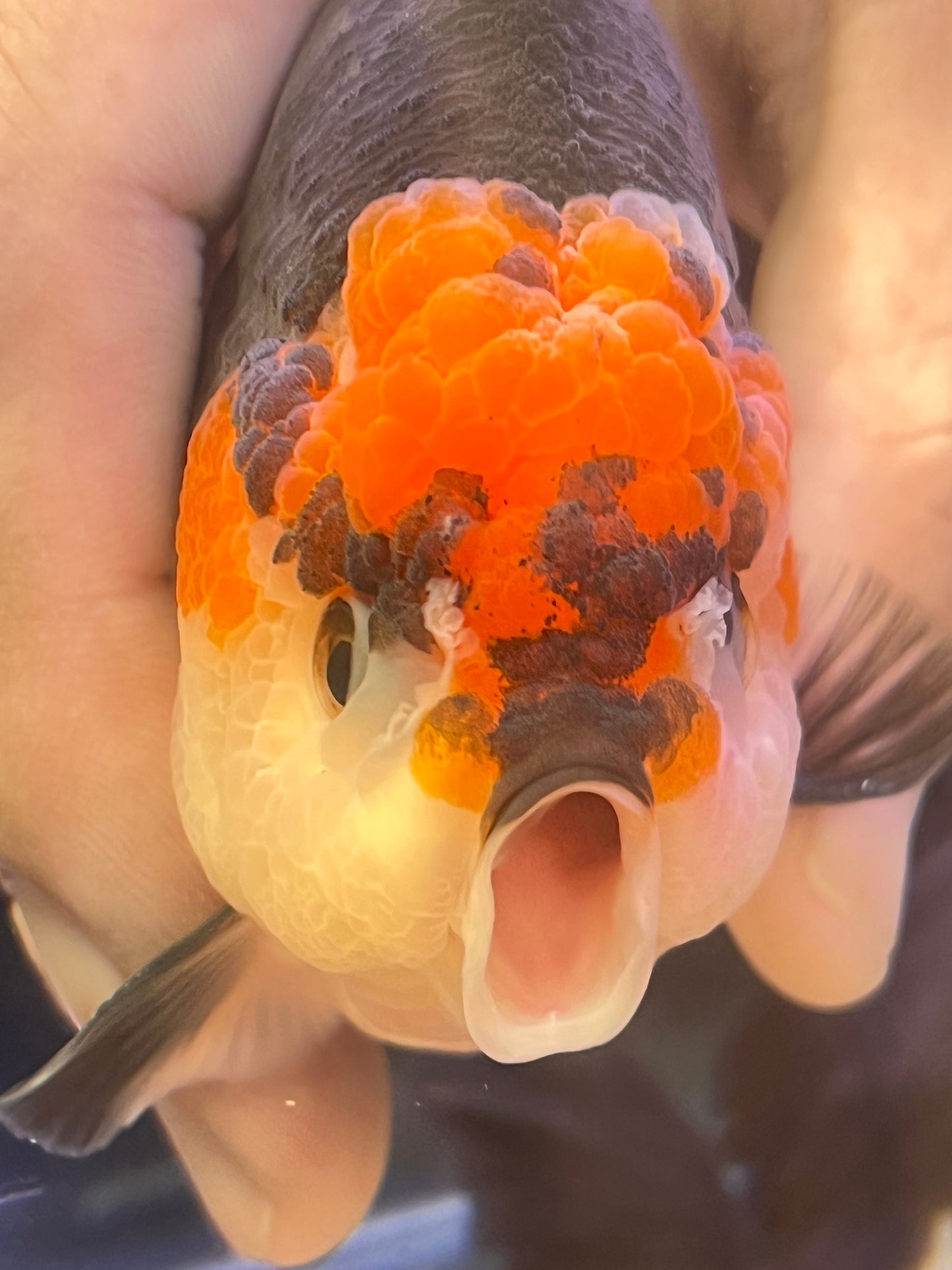 Red Cap PANDA YUANBAO ORANDA Male 4.5in