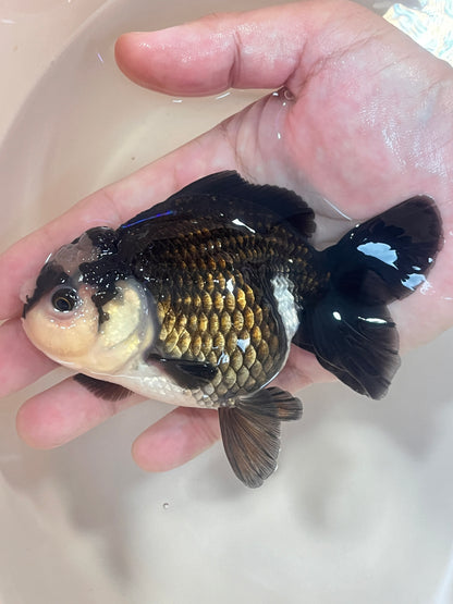 Jade Head Pom-Pom PANDA YUANBAO ORANDA Male 4.5in