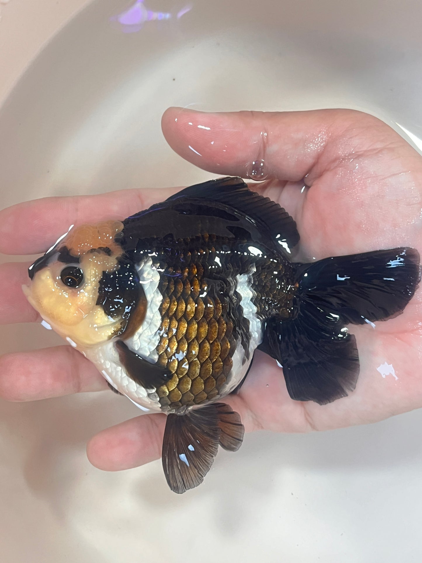 Lemon Head PANDA YUANBAO ORANDA Male 4.5in