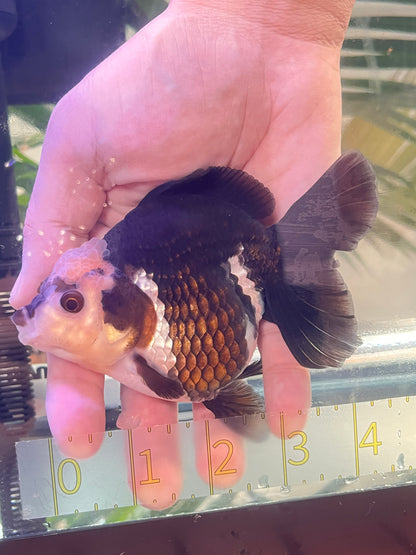 Lemon Head PANDA YUANBAO ORANDA Male 4.5in