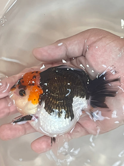 Red Cap PANDA YUANBAO ORANDA Male 4.5in