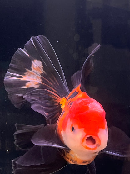 Rose Tails Calico ORANDA 3.5in Male