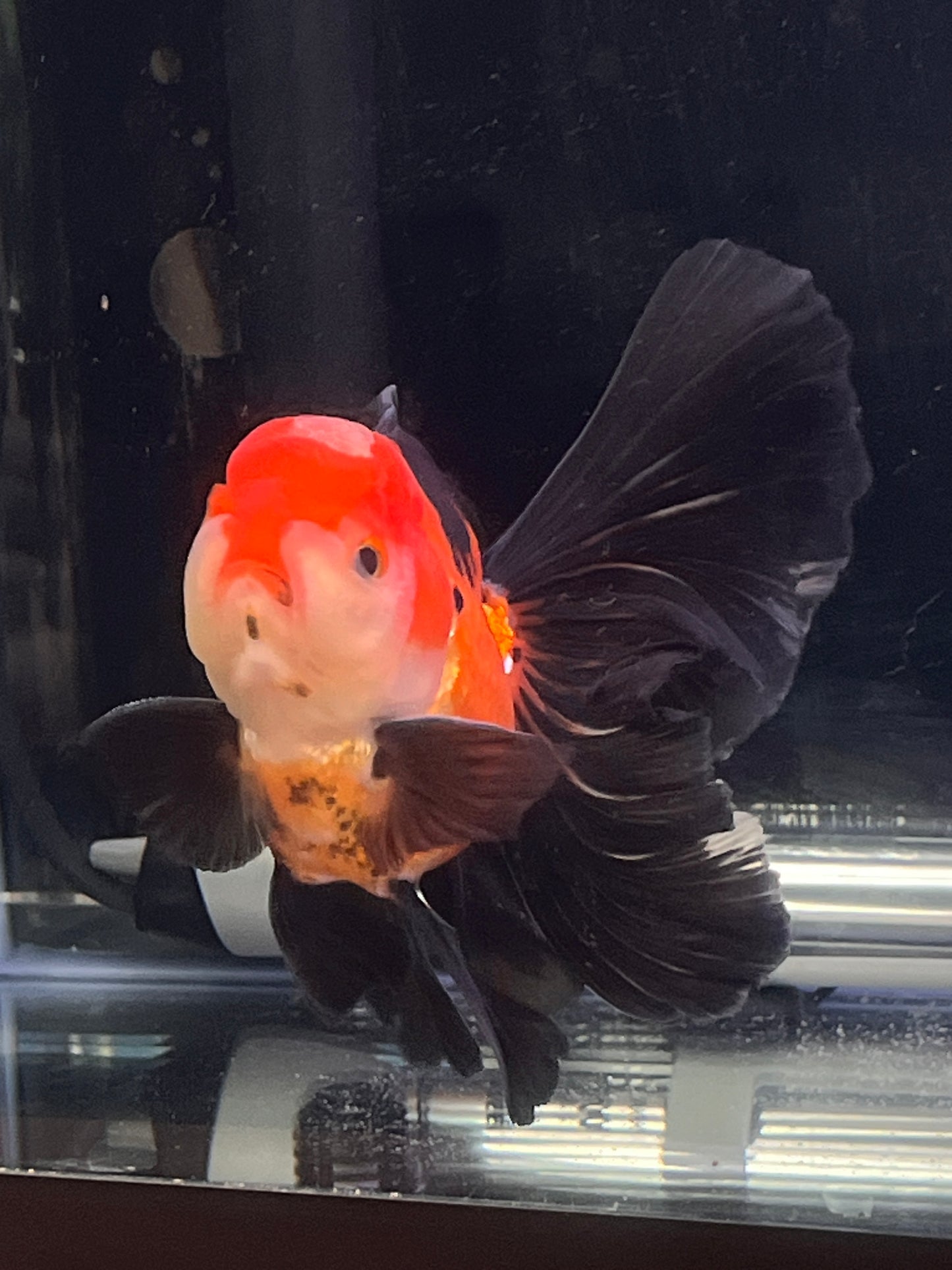 Rose Tails Calico ORANDA 3.5in Male