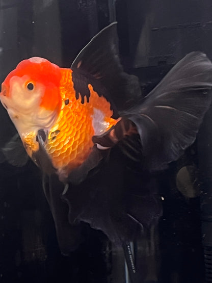 Rose Tails Calico ORANDA 3.5in Male