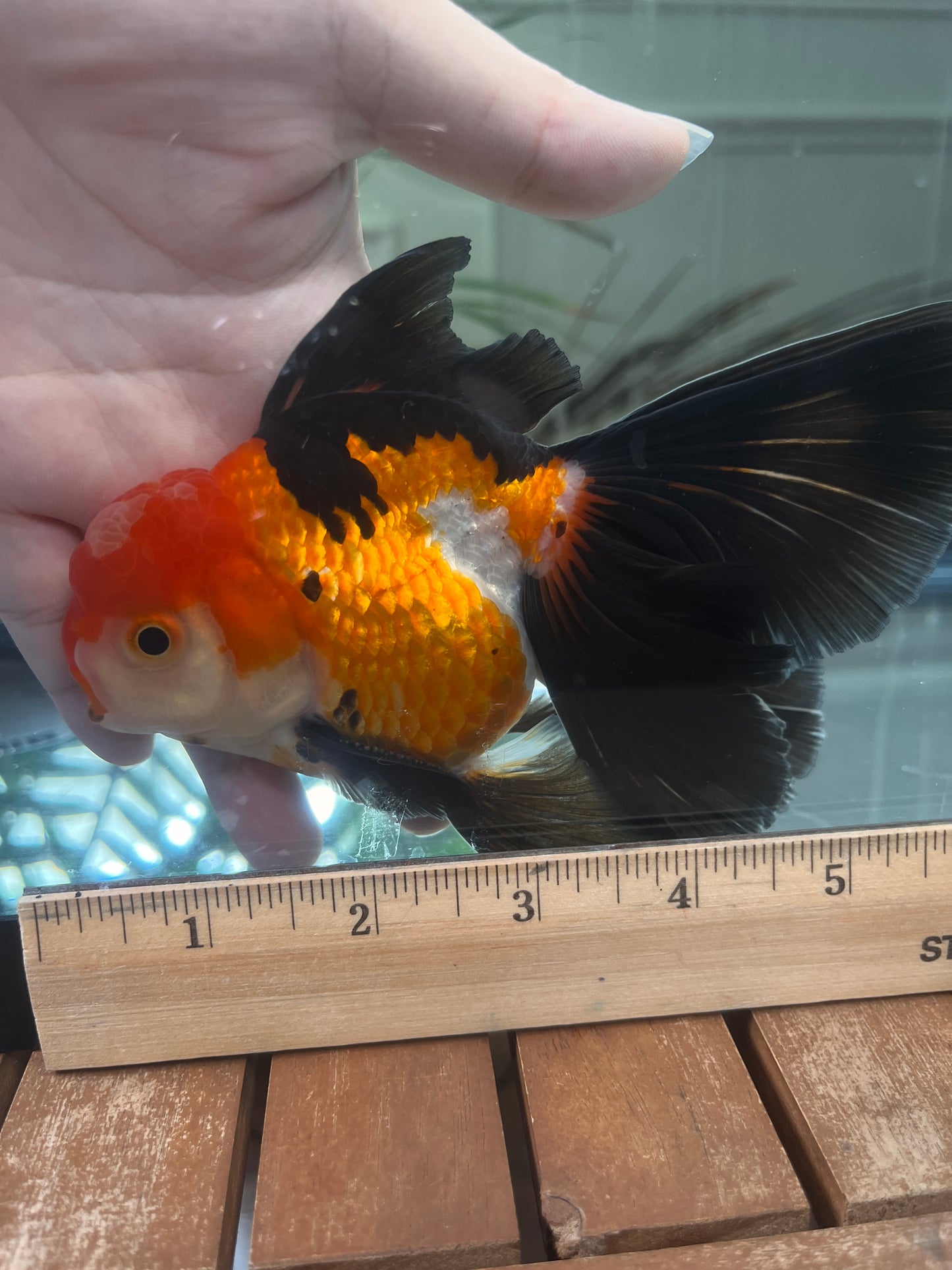 Rose Tails Calico ORANDA 3.5in Male