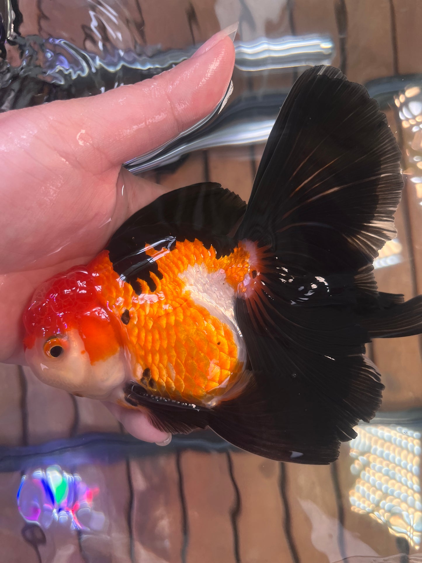 Rose Tails Calico ORANDA 3.5in Male