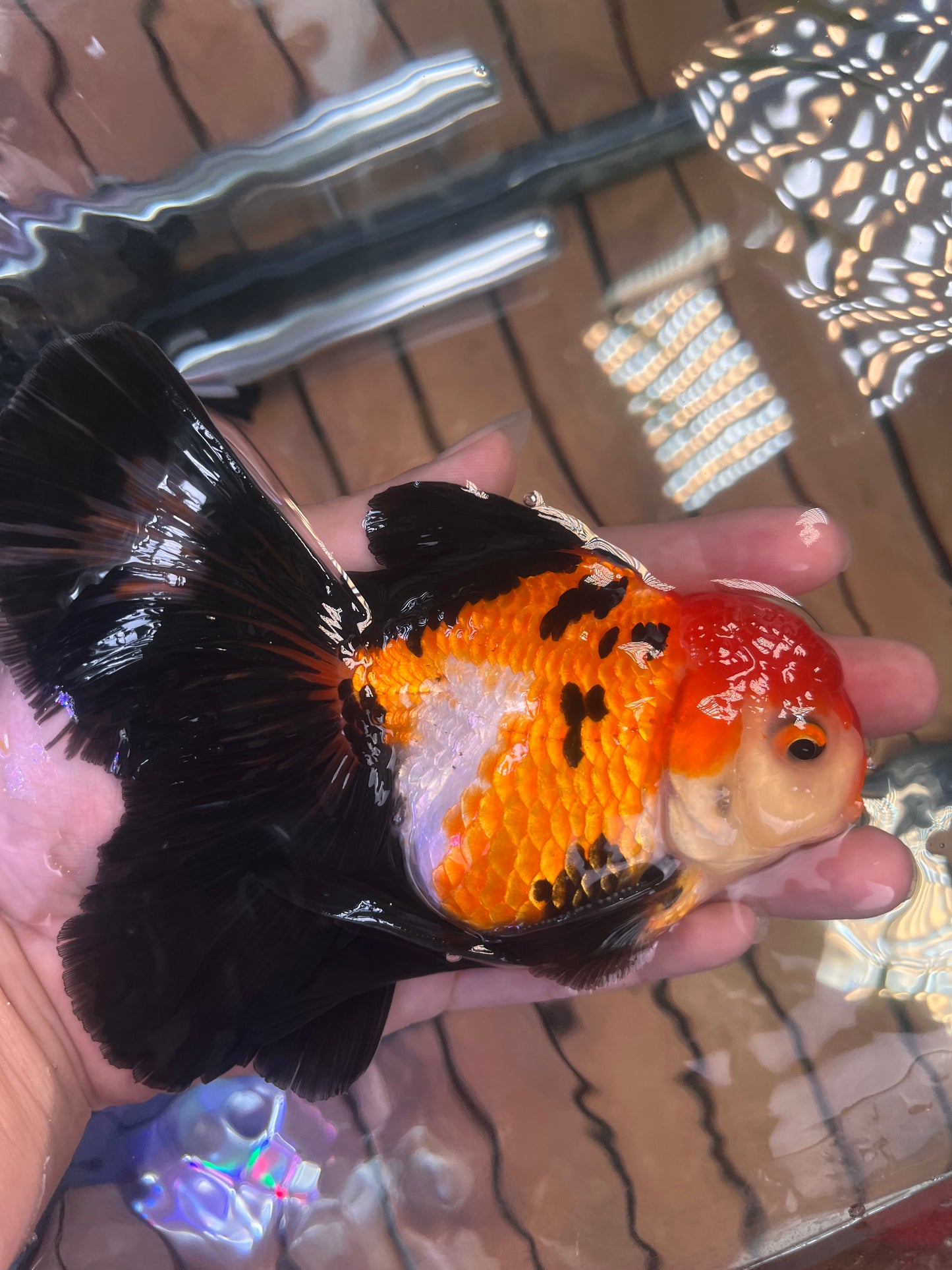 Rose Tails Calico ORANDA 3.5in Male