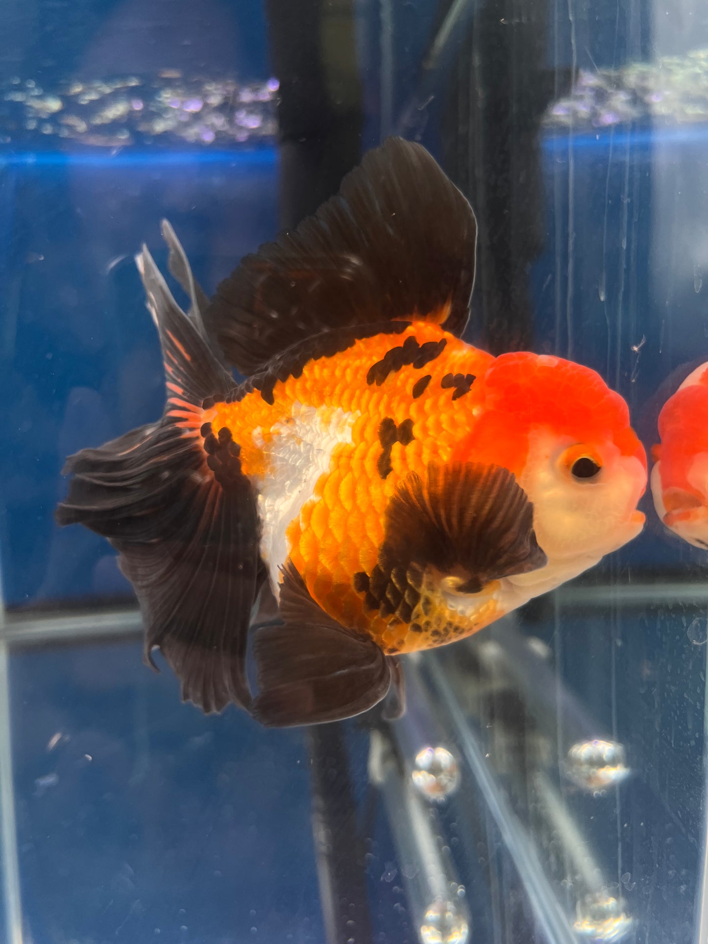 Rose Tails Calico ORANDA 3.5in Male