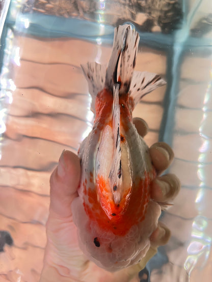 SHOGUN Godzilla Calico ORANDA Male 5.5in
