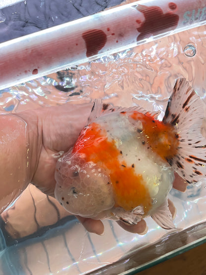 SHOGUN Godzilla Calico ORANDA Male 5.5in