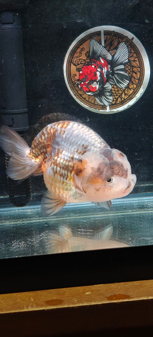 Platinum Gold LIONCHU 5.5in Female