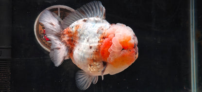 SHOGUN Super Chubby Face ORANDA Male 5.5in