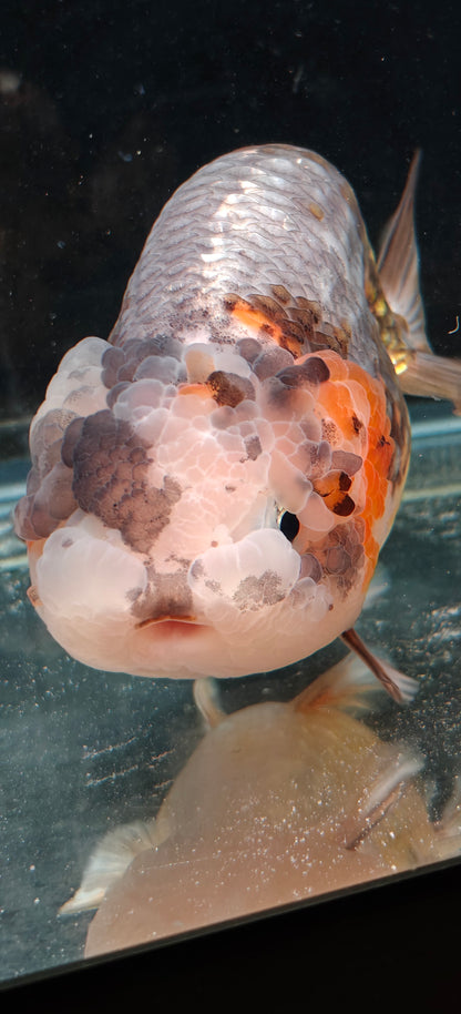 Platinum Gold LIONCHU 5.5in Female