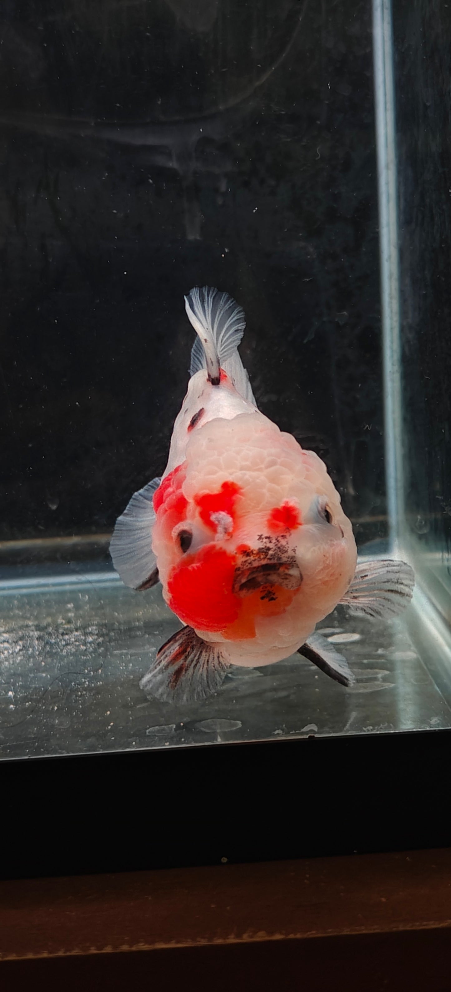 SHOGUN Calico ORANDA Male 5in