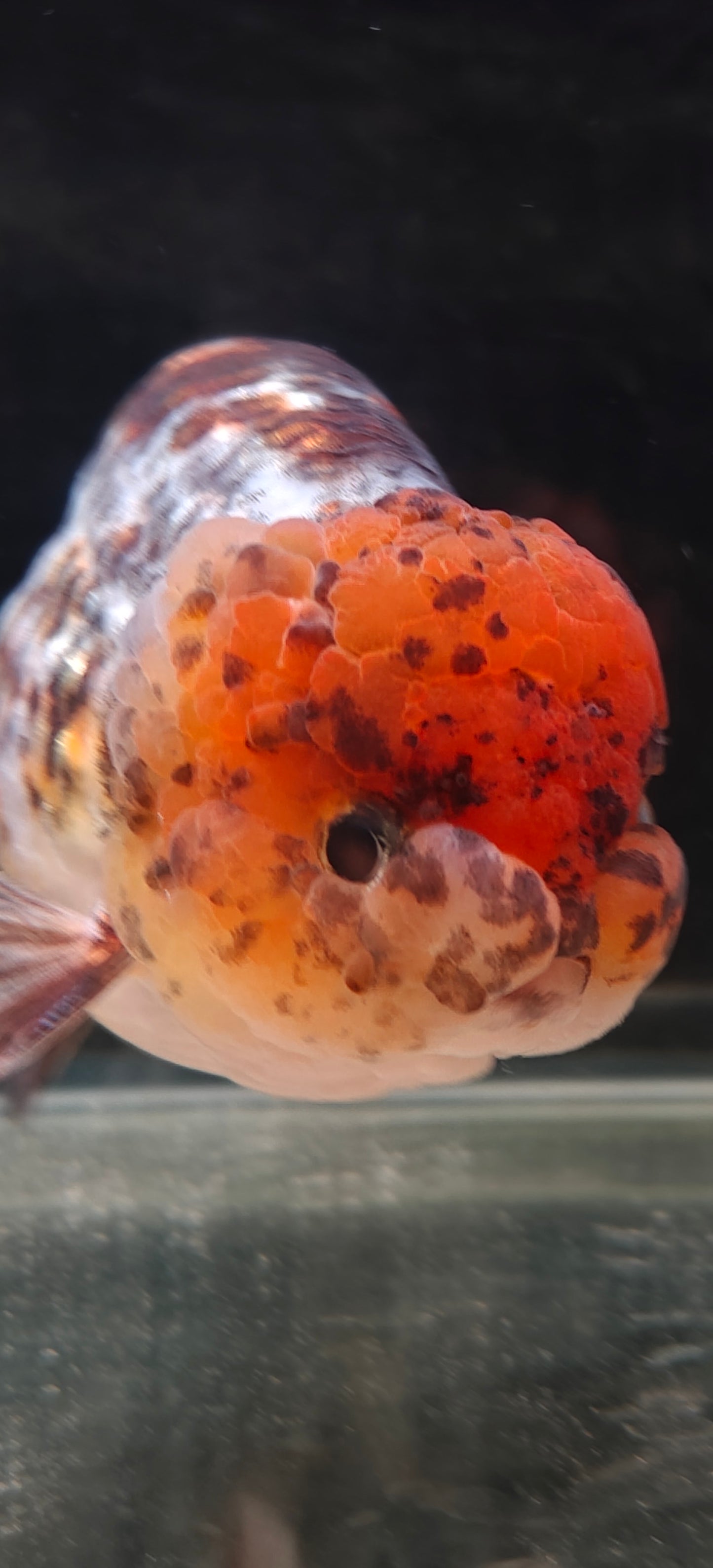 Calico LIONCHU 5.5in Female