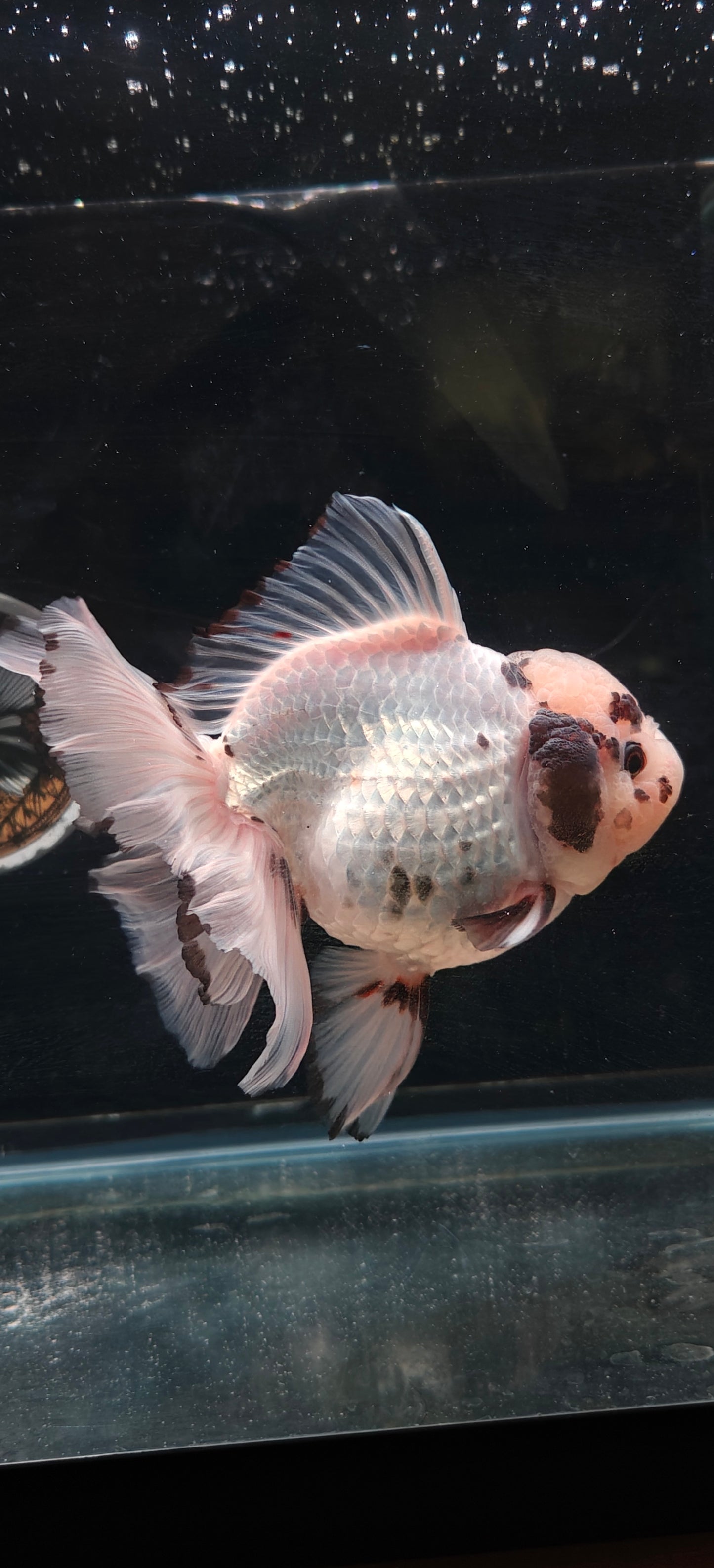 White Panda ORANDA Male 5.5in