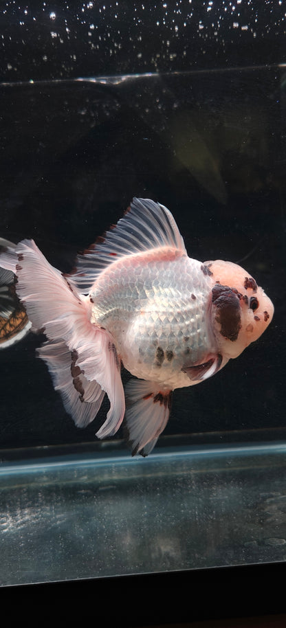 White Panda ORANDA Male 5.5in