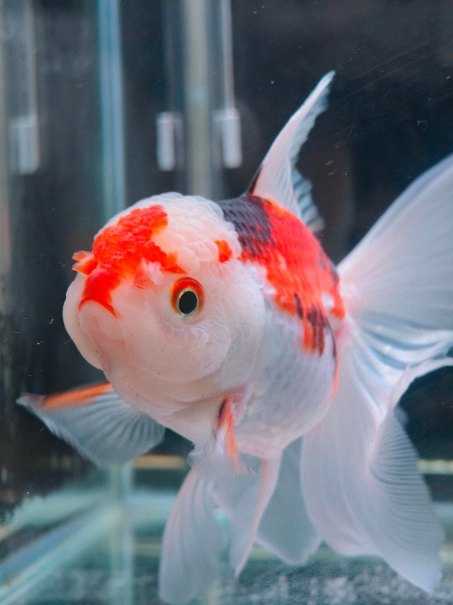 Candy Colors ORANDA 5in Female