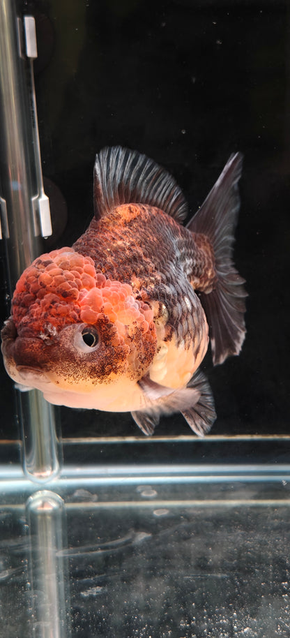 SHOGUN Apache ORANDA Male 4.5in