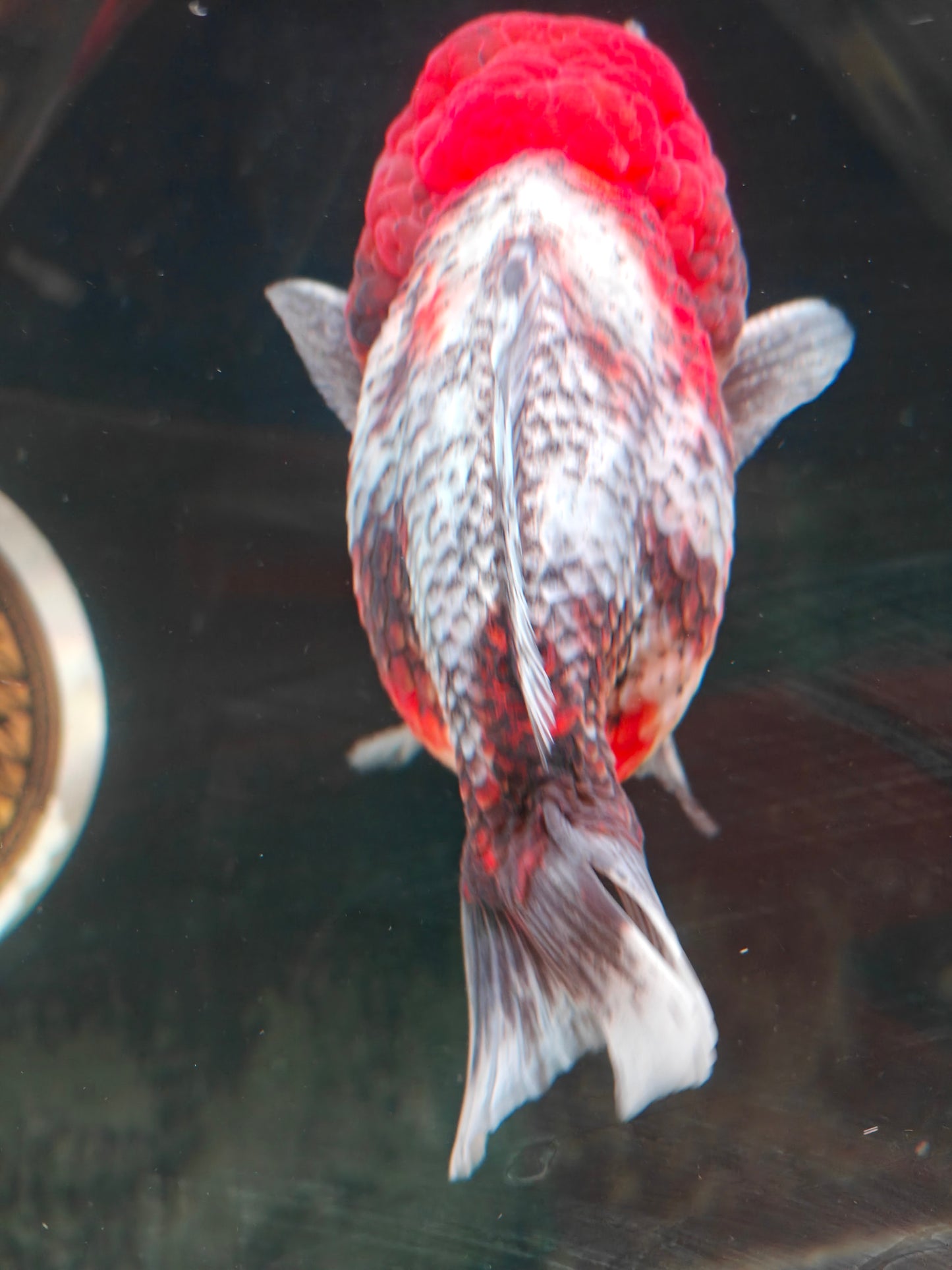 SHOGUN Red Head Calico ORANDA Male 4.5in