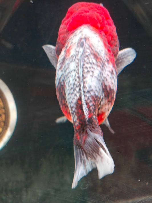 SHOGUN Red Head Calico ORANDA Male 4.5in