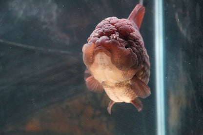 Black SHOGUN YUANBAO ORANDA Male 5in