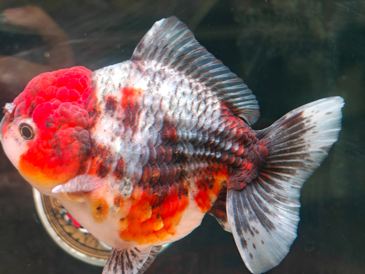 SHOGUN Red Head Calico ORANDA Male 4.5in