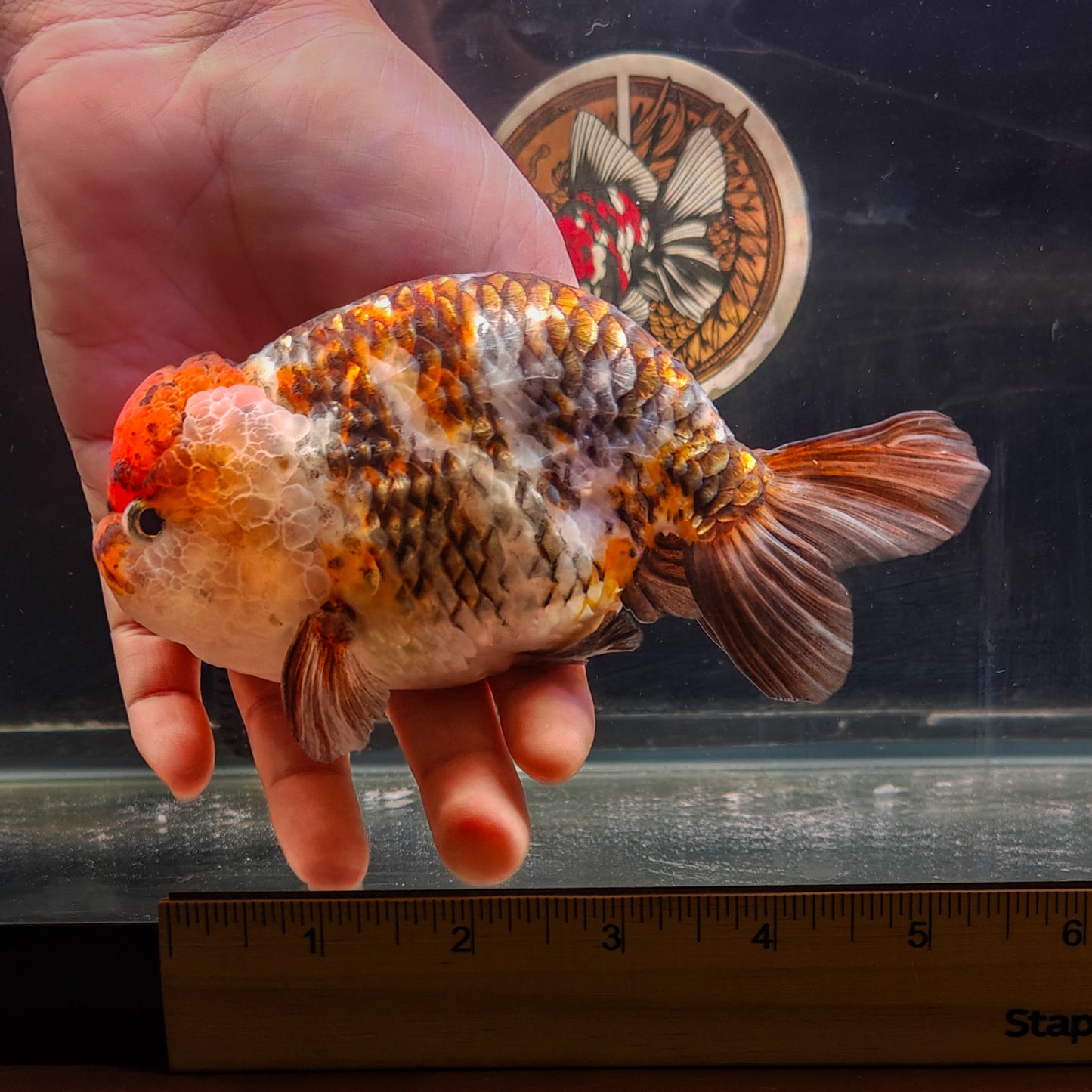 Calico LIONCHU 5.5in Female