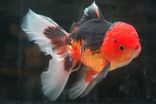 Tricolor ORANDA Male 5in