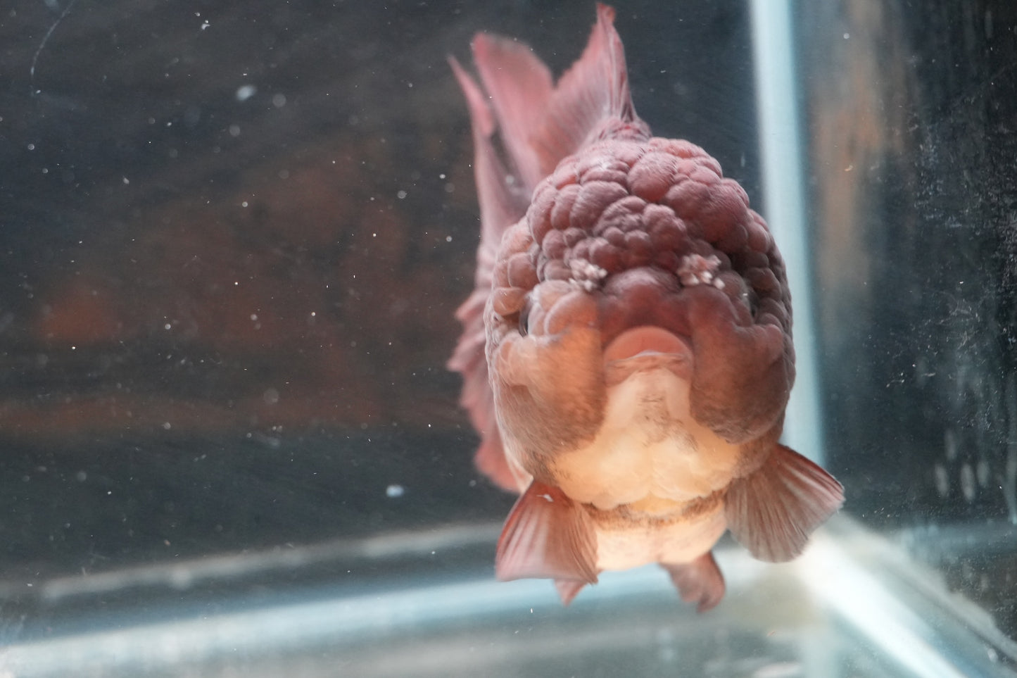 Black SHOGUN YUANBAO ORANDA Male 5in