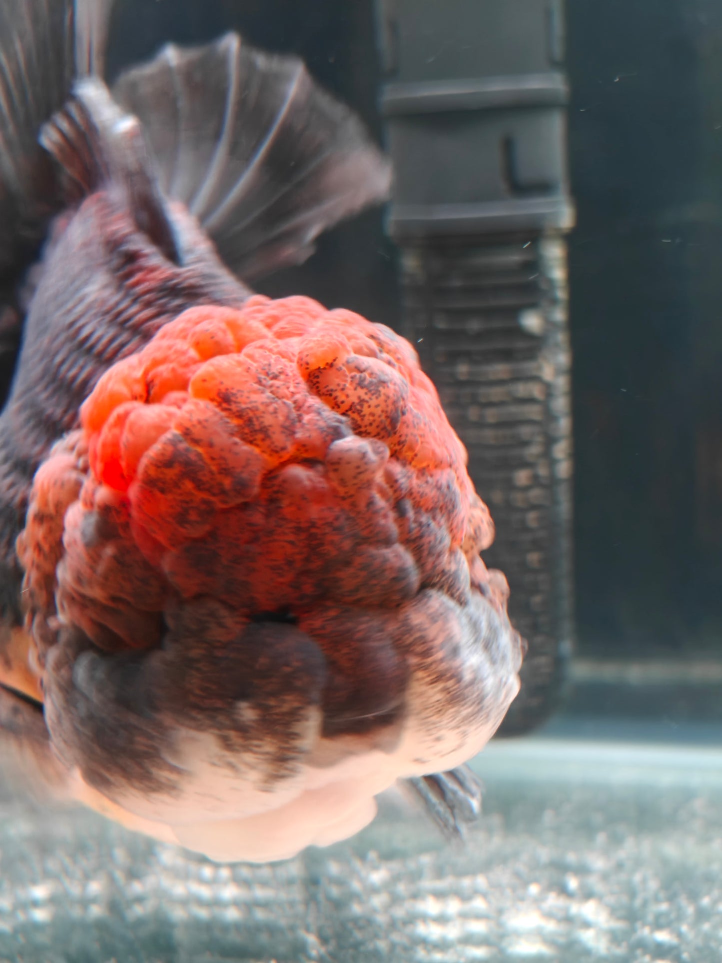 SHOGUN Apache Big Cheek  ORANDA Male 5in