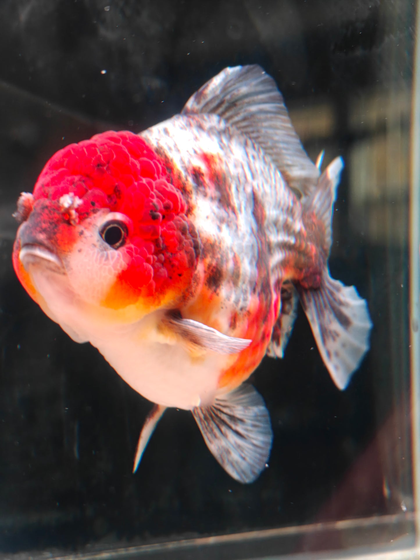 SHOGUN Red Head Calico ORANDA Male 4.5in