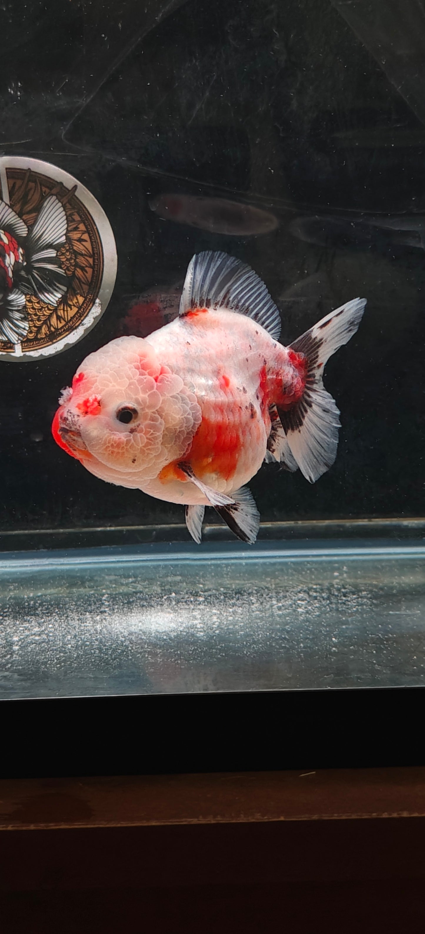 SHOGUN Calico ORANDA Male 5in