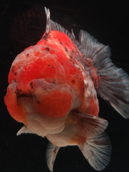 SHOGUN Tiger ORANDA Male 5in