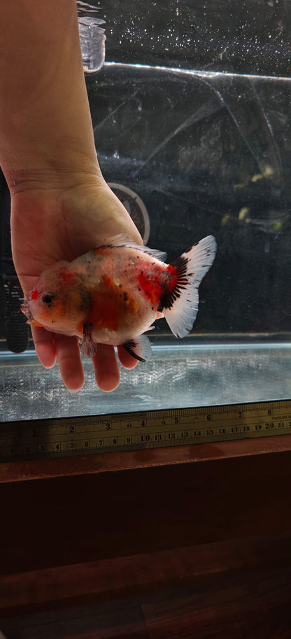 SHOGUN Calico ORANDA Male 5in