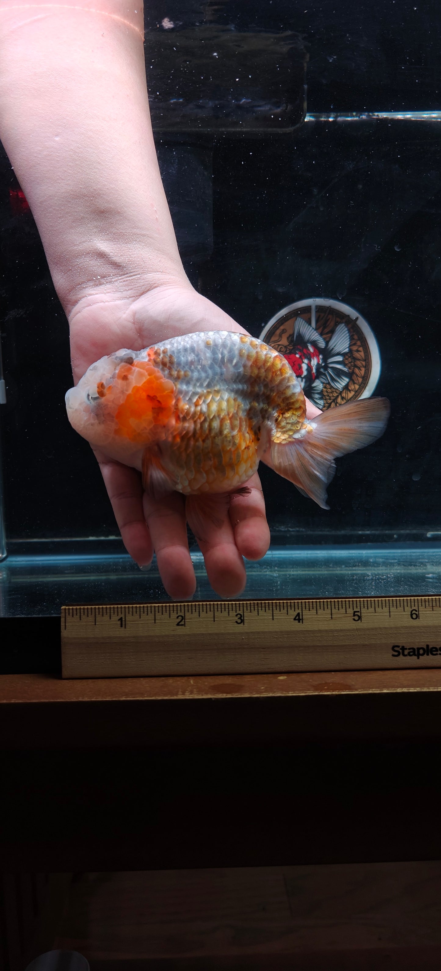 Platinum Gold LIONCHU 5.5in Female