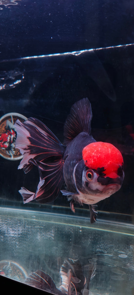 Black Panda Red Cap ORANDA Female 7in