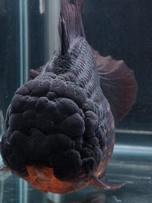 SHOGUN Godzilla Black ORANDA Male 5in