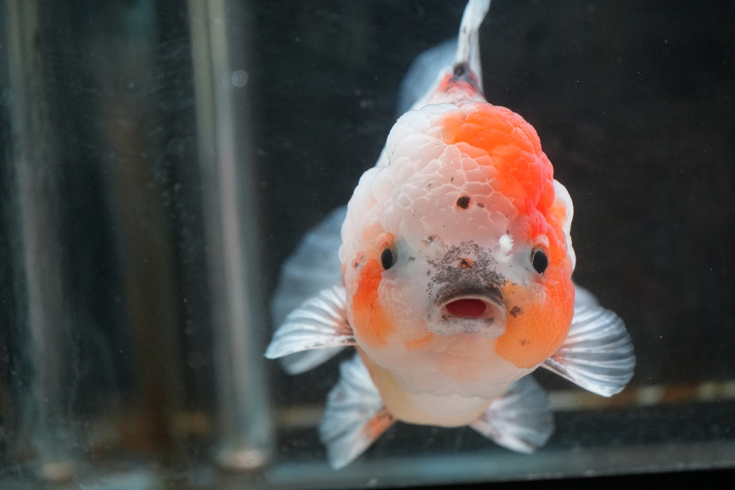 SHOGUN Calico ORANDA Male 4.5in