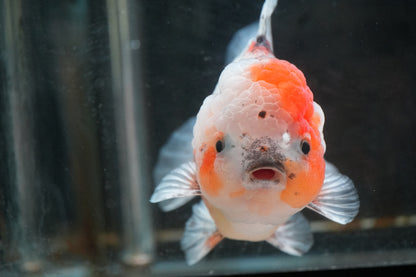 SHOGUN Calico ORANDA Male 4.5in