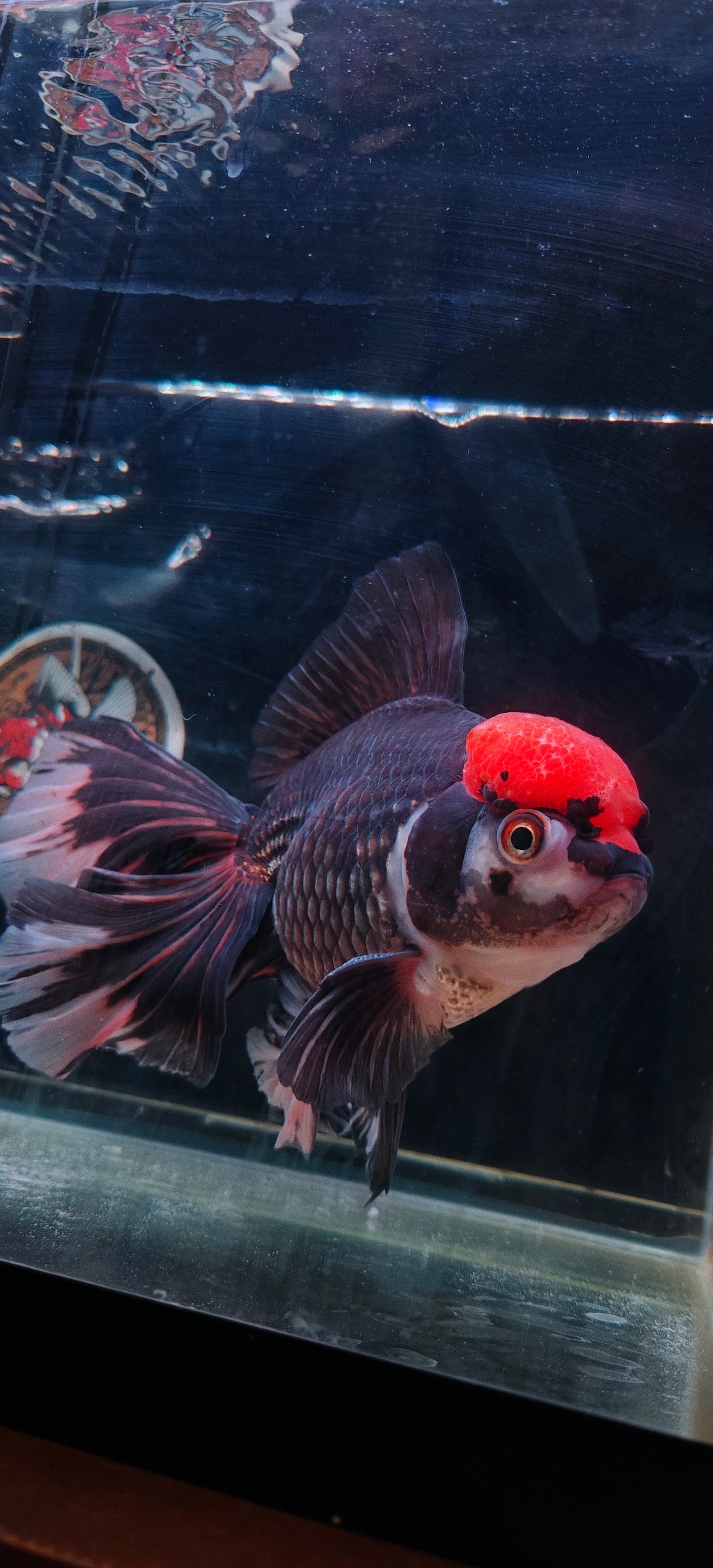 Black Panda Red Cap ORANDA Female 7in