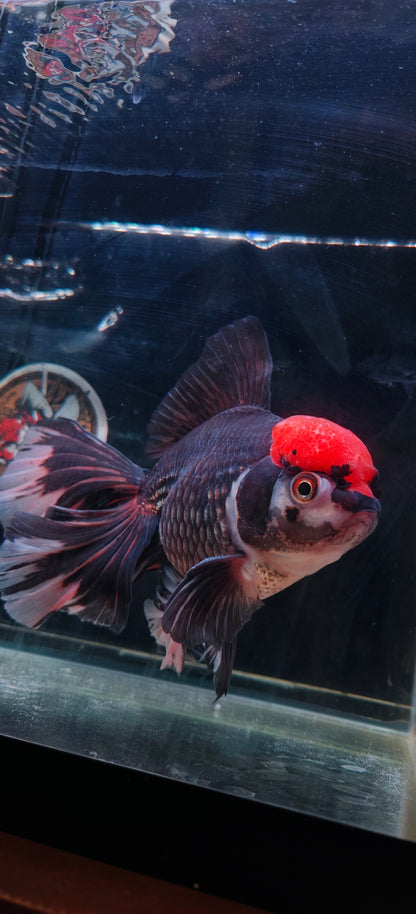 Black Panda Red Cap ORANDA Female 7in