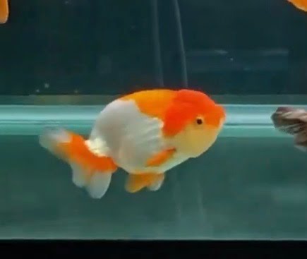 Small Red and White Ranchu