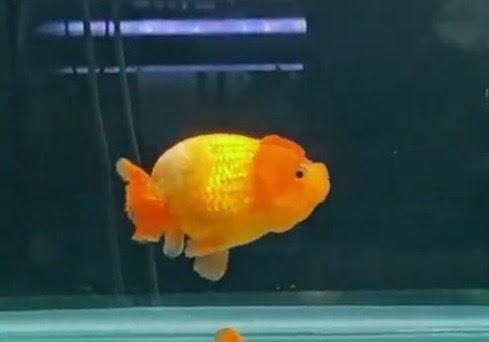 Small Golden Ranchu